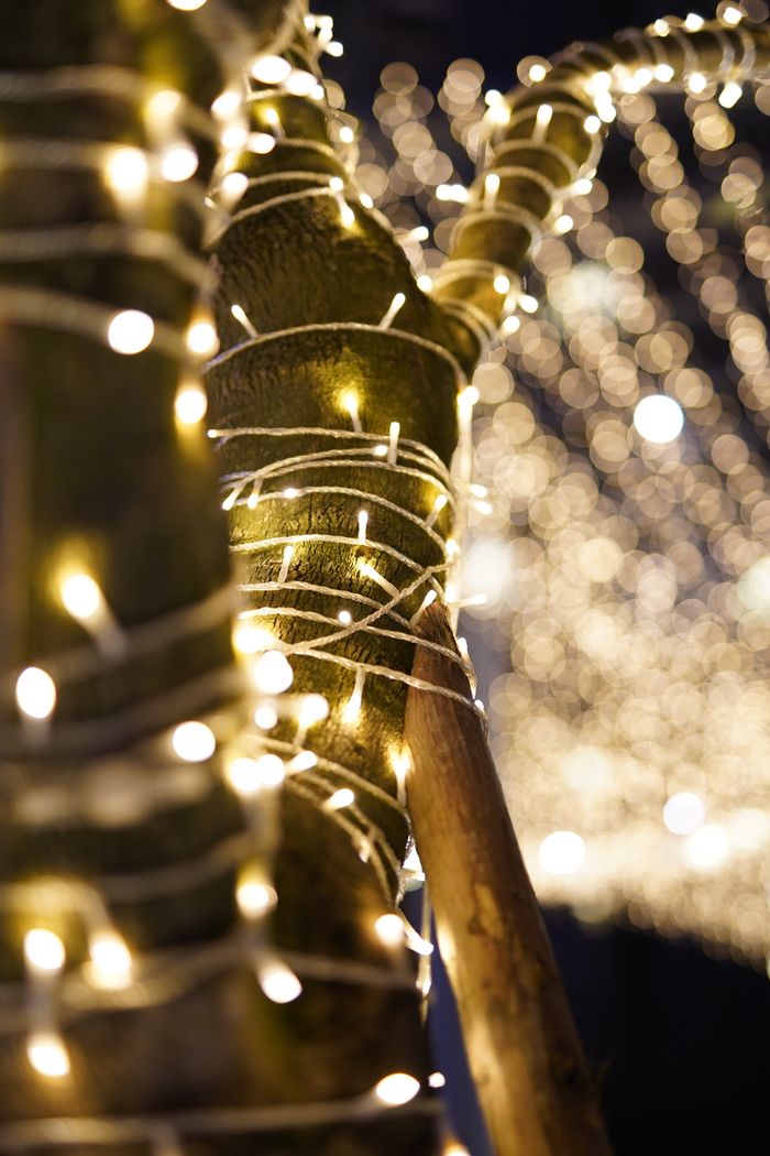 Tree trunk wrapped in glowing lights creating a magical nighttime atmosphere.